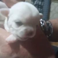 Chiuauha cucciolata pedigree ENCI