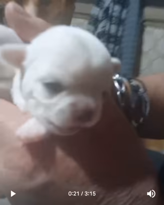 Chiuauha cucciolata pedigree ENCI