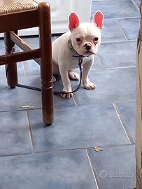 Bull dog francese nano