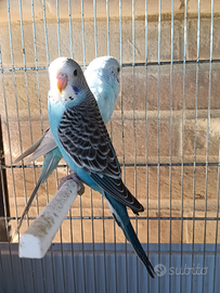 Cocorita massima selezione