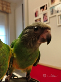 Pappagallo Senegal allevato a mano