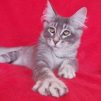 Femminuccia maine coon blu silver
