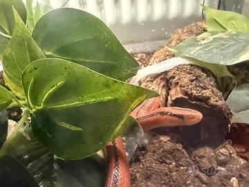 Serpente rosso del bamboo