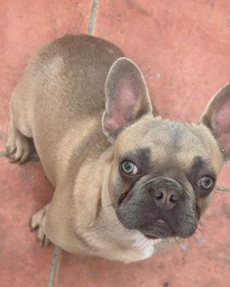 Coppia di Bulldog francese