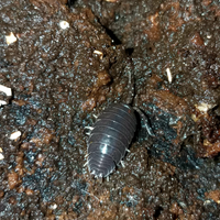 Isopodi Porcellio laevis "black"