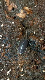 Isopodi Porcellio laevis "black"