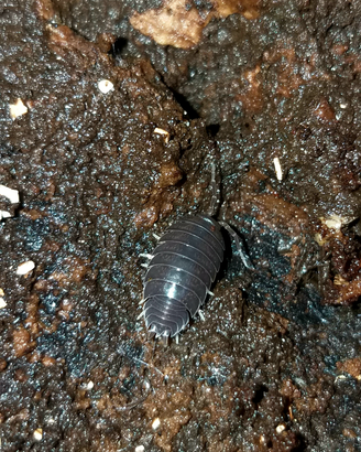 Isopodi Porcellio laevis "black"
