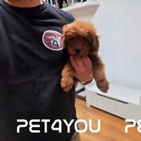 Cuccioli di barboncino, maltipoo e maltese