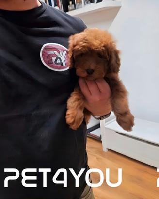 Cuccioli di barboncino, maltipoo e maltese