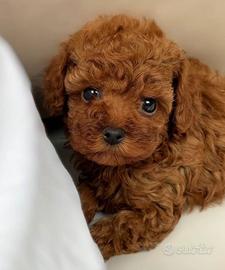 Cucciolo i di barboncino mini toy/teacup