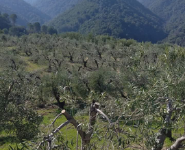 Terreno agricolo