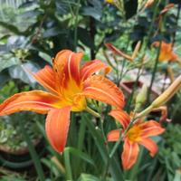 Hemerocalllis giglio arancione