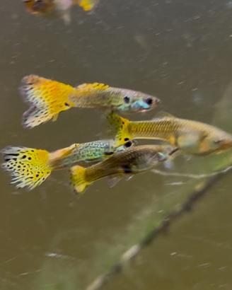 Guppy