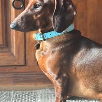 Bassotto per accoppiamento