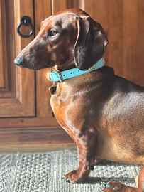 Bassotto per accoppiamento