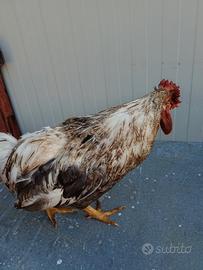  gallo di due anni con cresta a rosa 