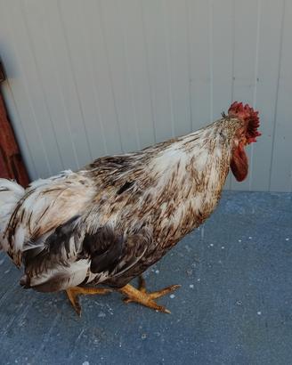  gallo di due anni con cresta a rosa 