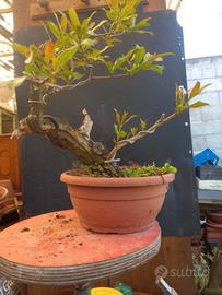 bonsai