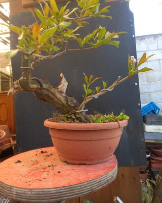 bonsai