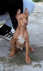 Cucciolo di cirneco dell'Etna