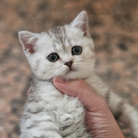 Gatto britishshorthair