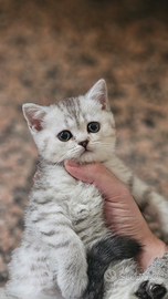 Gatto britishshorthair