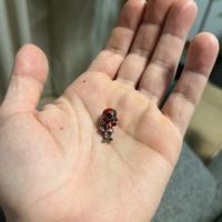 Charm pandora x marvel deadpool