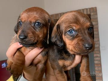 Cuccioli di bassotto nano