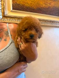 Cuccioli barboncino