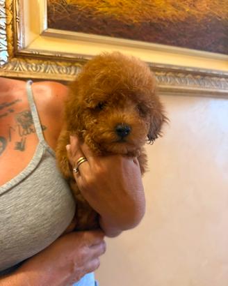 Cuccioli barboncino