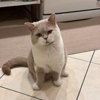 Maschio per Monta British Shorthair