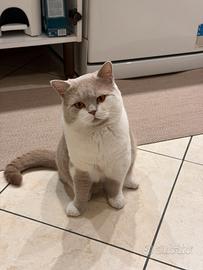 Maschio per Monta British Shorthair