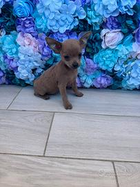 Cucciolo di pinsher chihuahua maschio