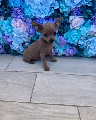 Cucciolo di pinsher chihuahua maschio