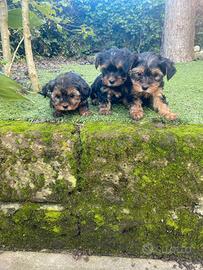 Yorkshire Terrier cuccioli