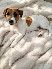 Jack Russell