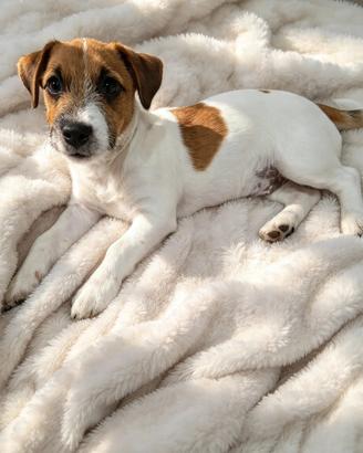 Jack Russell