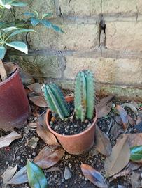 doppio cactus 
