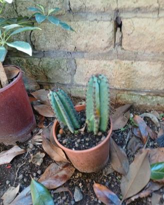 doppio cactus 