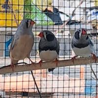 Diamantini mandarini