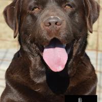 Labrador retriever chocolat