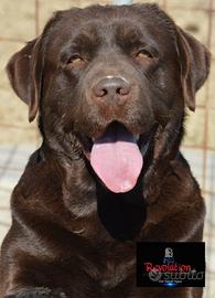 Labrador retriever chocolat