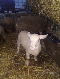 Agnello maschio di 2 mesi
