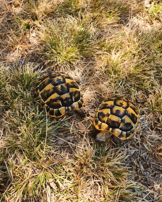 Tartarughe di terra