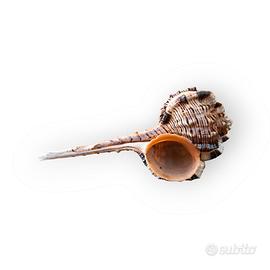 Murice Becco di Beccaccia 12cm Perfetto Arredo