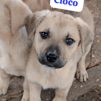 Cuccioli futura taglia media