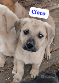 Cuccioli futura taglia media