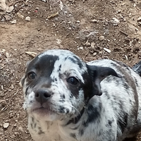 Cuccioli di taglia piccola