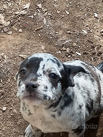 Cuccioli di taglia piccola