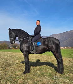 Castrone frisone sella e carrozza per principianti